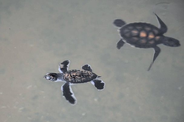 Μικρά παιδιά χελώνες κολυμπούν στην πισίνα, στον υποβρύχιο κόσμο του ωκεανού. διάσωση ζώων στο Κέντρο Ερευνών για τη Διατήρηση των Θαλάσσιων Χελωνών στη Bentota, Σρι Λάνκα - Φωτογραφία, εικόνα