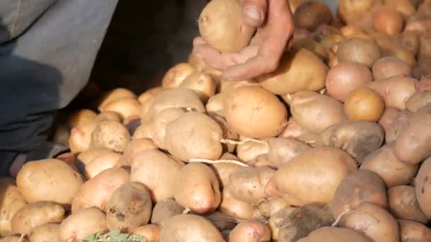 Boeren sterke handen regelen een goede selectie van grote aardappelen in de hangar. Oogst aardappelen in de herfst - Video