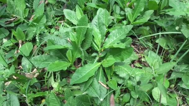 Sonchus Arvensis (Perennial sow, field milk thistle, field sowthistle, perennial sow-thistle, corn sow thistle, dindle, gutweed, swine thistle, tree sow thistle). Beneficial for wounds, cancer, cough. - Footage, Video