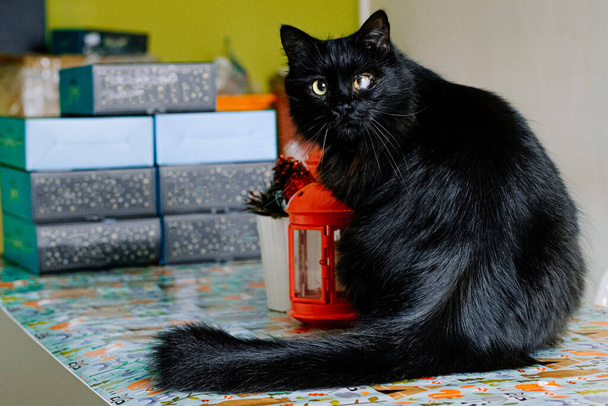 Gato preto com má visão, olho ferido, mau presságio. sentado em uma mesa perto de caixas de presente
 - Foto, Imagem