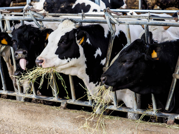 Телячья и коровья ферма для производства молока для потребления человеком
. - Фото, изображение