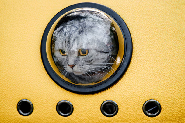 gato sentado en un gato amarillo portador del espacio con una ventana de ojo de buey, viaje de animales
 - Foto, Imagen