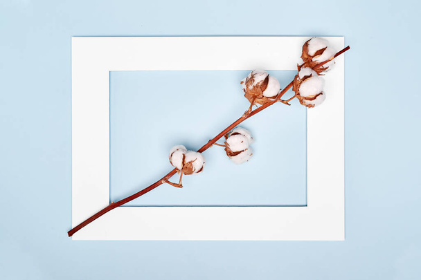 Flat lay branch of natural cotton on blue background - 写真・画像