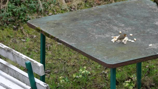 European Robin (Erithacus rubecula) come comida sobre la mesa
 - Imágenes, Vídeo