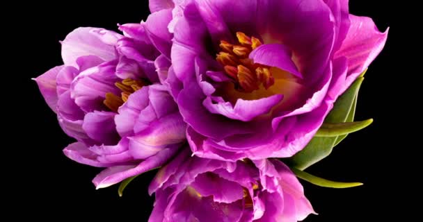 Fialové tulipány. Detailní záběr kytice tulipánů na černém pozadí. Krásná kytice barevných tulipánů. Makro. Jaro, Šťastný Den matek, Valentýn, 4k, alfa kanál - Záběry, video