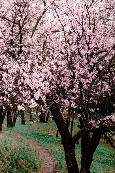 něžné kvetení na jaře, mladé listy, oteplování za slunečného dne. krásný mladý meruňkový květ na zelené větvi v zahradě, close-u - Fotografie, Obrázek