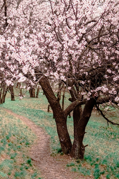 zarte Blüte im Frühling, junge Blätter, wärmend an einem sonnigen Tag. schöne junge Aprikosenblüte auf einem grünen Zweig im Garten, aus der Nähe - Foto, Bild