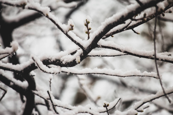 Tree branches with green small buds covered with snow in springtime. - 写真・画像