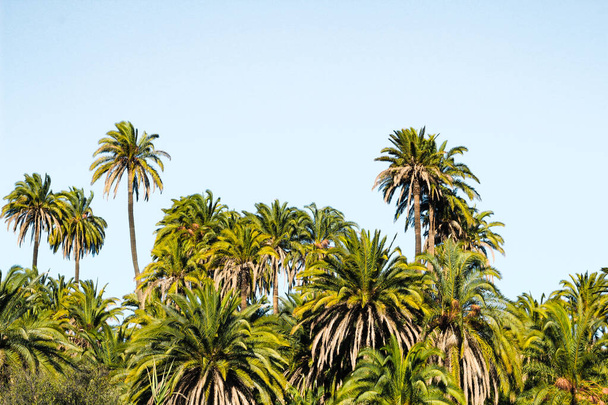 Palm tree forest in the Canary Islands - Photo, Image