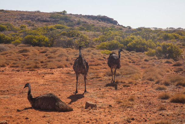 drei Emu-Vögel in ihrem natürlichen Lebensraum im australischen Outback - Foto, Bild