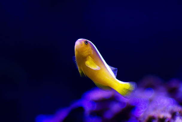 Laranja Skunk Clownfish - (Amphiprion sandaracinos
) - Foto, Imagem