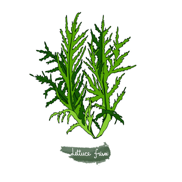 Fűszeres gyógynövények. Saláta frizbi. Színes kép egy növény fehér elszigetelt háttérrel. A vektor illusztrációt kézzel rajzolják. Doodle stílus. - Vektor, kép