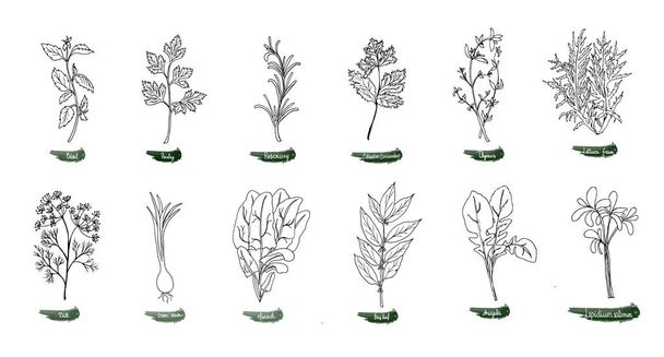 A set of delicious spicy herbs for food. Vector illustration is drawn by hand. Doodle style. Color image on a white isolated background. Vector illustration - Vector, Image