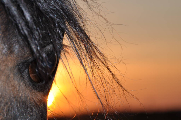 Ένα μάτι αλόγου μπροστά από ένα ηλιοβασίλεμα - Φωτογραφία, εικόνα