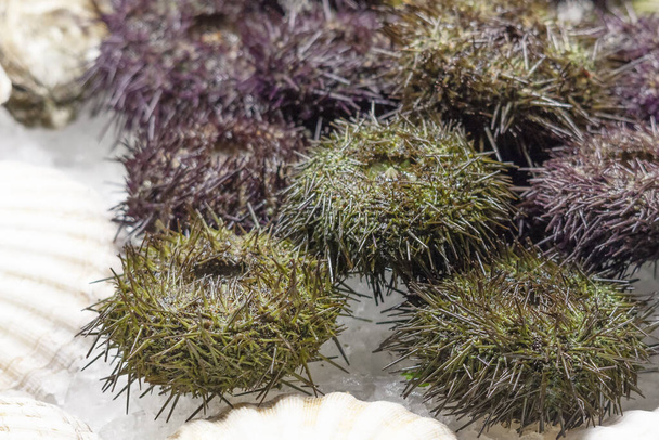 Fresh sea urchins are in ice on the counter - Photo, Image