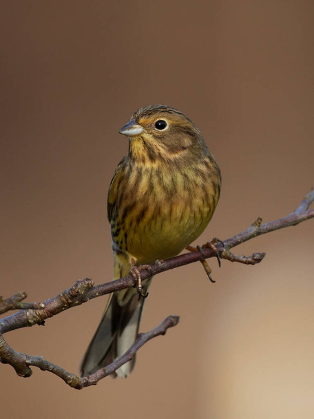 Yellowhammer (Emberiza citrinella) sitting on a branch in its habitat in Denmark - Photo, Image