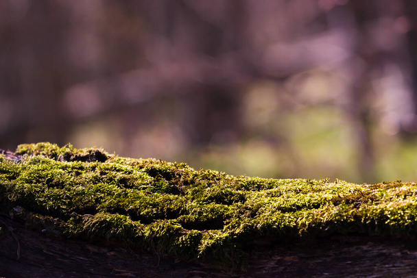 Tampo de tronco de musgo de árvore para sua decoração e paisagem de floresta de primavera
 - Foto, Imagem