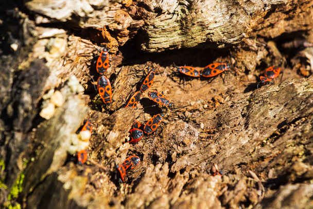κόκκινα σκαθάρια που κάθονται στο λευκό φλοιό ενός δέντρου στο δάσος. Φύση - Φωτογραφία, εικόνα