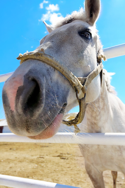 Funny horse - Foto, Bild