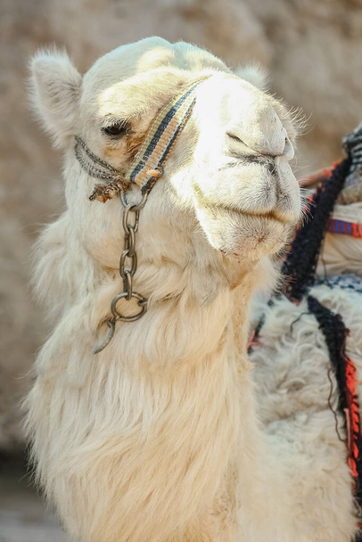 Beautiful camel on nature near the sea egypt background - Fotoğraf, Görsel