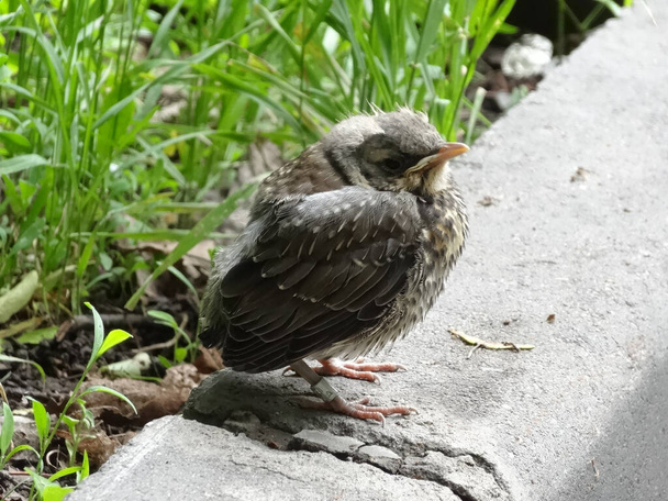 young chick of a thrush of fieldfare sits on a concrete border on a blurry background of spring grass - Photo, Image