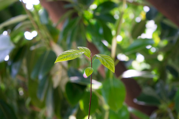 маленька рослина авокадо на рослинному фоні
 - Фото, зображення