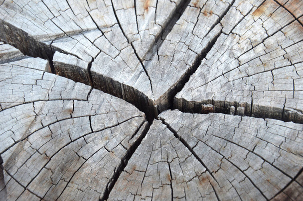 Szczegółowe tekstury i pęknięcia ścięte pnie drzew  - Zdjęcie, obraz