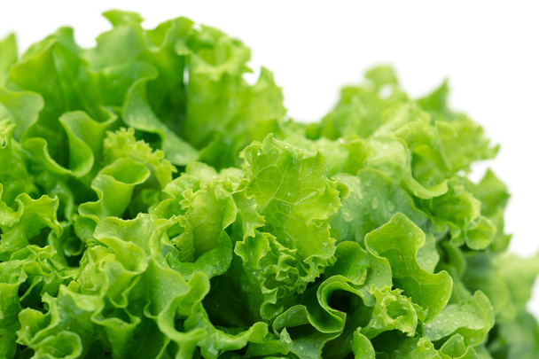 Close up of green lettuce - Fotoğraf, Görsel