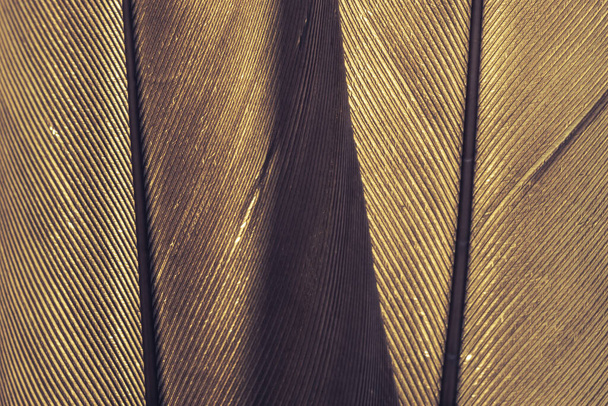 Close up Hermosa textura de patrón de fondo de plumas marrón pájaro para el diseño. Macro fotografía vista
.  - Foto, Imagen