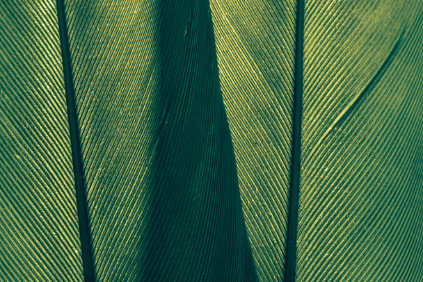 Close up Hermosa textura de fondo de plumas de pájaro verde para el diseño. Macro fotografía vista
.  - Foto, Imagen