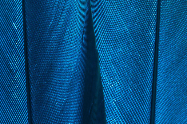 Close up Beautiful blue Bird feather background pattern texture for design. Макрофотография
.  - Фото, изображение