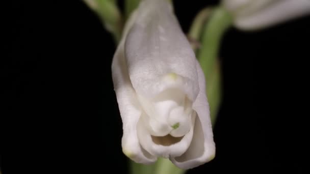 Lily florescendo em fundo preto
 - Filmagem, Vídeo