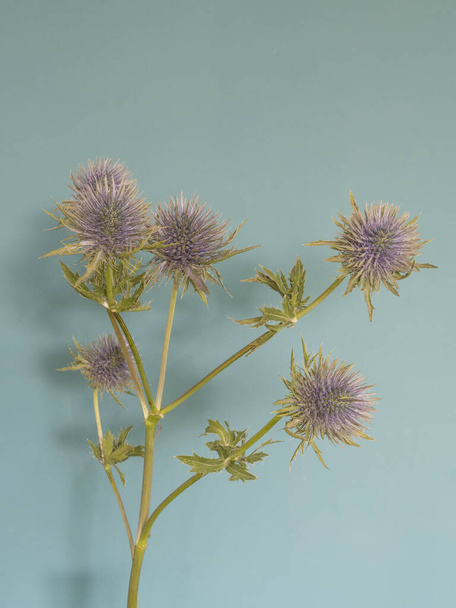 Seedheads of wild teasel, in front of green wall. View with copy space. with shadow on wall. - Photo, Image