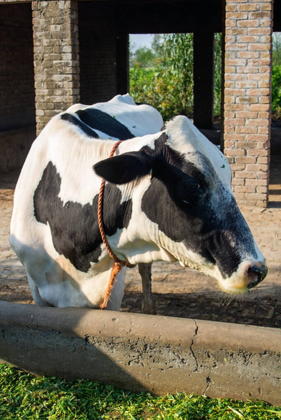Una vaca en la granja del pueblo
 - Foto, imagen