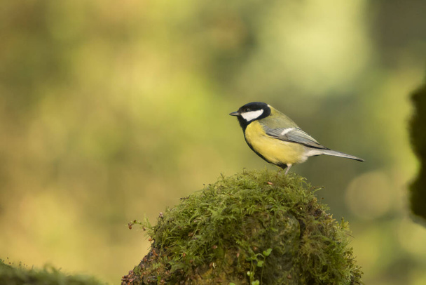 great tit on a stone with moss. - Foto, afbeelding