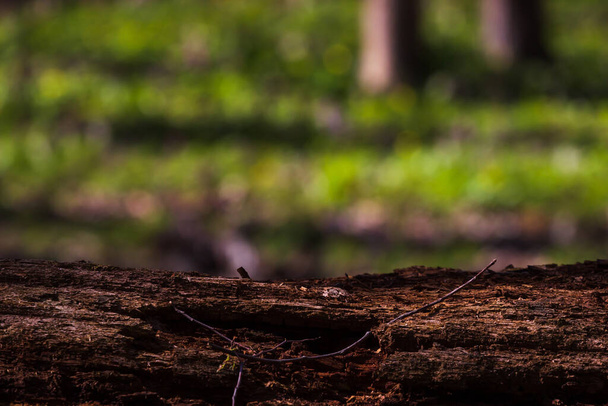 Stary pniak pokryty mchem w lesie iglastym, piękny krajobraz. Przestrzeń kopiowania - Zdjęcie, obraz