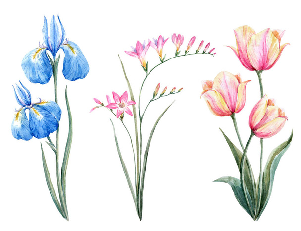 Beautiful watercolor floral set with gentle blue iris and tulip flowers. Stock illustration. - Фото, изображение