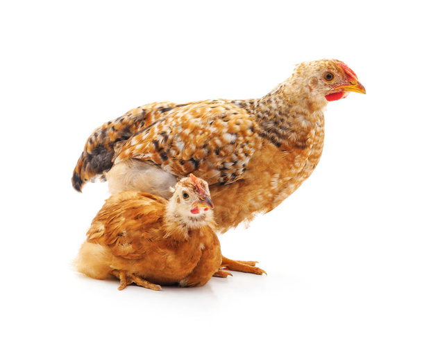 Dwa młode kurczaki odizolowane na białym tle. - Zdjęcie, obraz