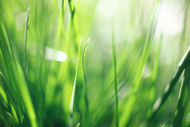 Primer plano de hierba verde fresca para el diseño de papel pintado. Fondo de verdor de primavera natural de verano. Pastos de pradera con efecto bokeh suave enfocado difuminado. Fondo abstracto macro texturizado floral
 - Foto, imagen