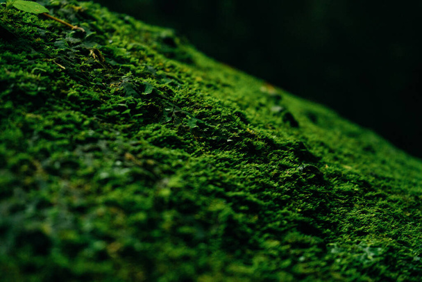 Texture of green moss and leaves on stone background - Фото, изображение