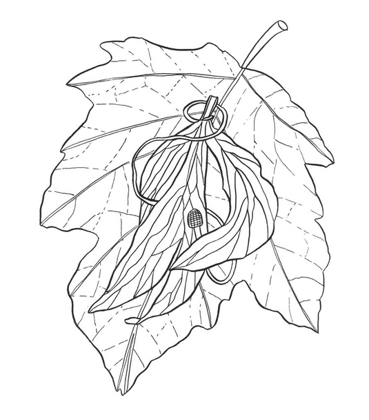 Διακοσμητικά κινούμενα σχέδια Μονόχρωμο ζωντανό φύλλο Ζωγραφική χέρι με ένα κλαδί δέντρου και μικρόφωνο - Φωτογραφία, εικόνα