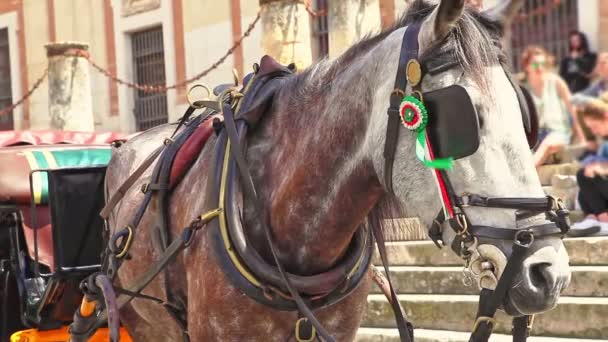 Spanish horse carriage Seville - Footage, Video