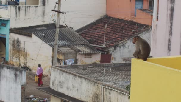 Zamyślona małpa siedząca na krawędzi dachu i patrząca na przechodzących ludzi na zwykłej indiańskiej ulicy. Spokojny makakowy małpa, odpoczywając na azjatycki budowla zwolniony ruch. Regiony ubóstwa turystyka turystyczna - Materiał filmowy, wideo