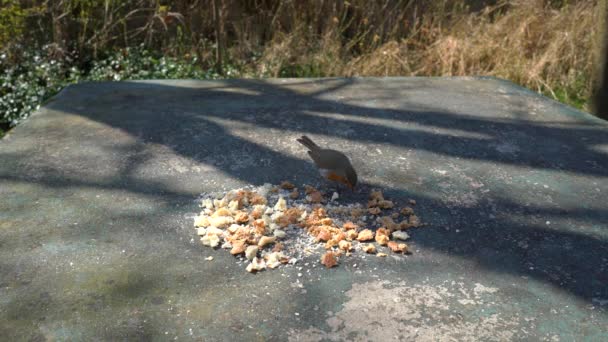 European Robin (Erithacus rubecula) come comida sobre la mesa
 - Imágenes, Vídeo
