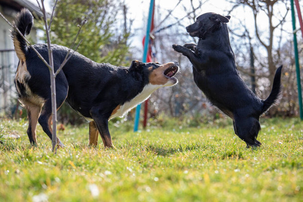 Appenzeller Sennenhond speelt met een mix van Labrador pup buiten - Foto, afbeelding