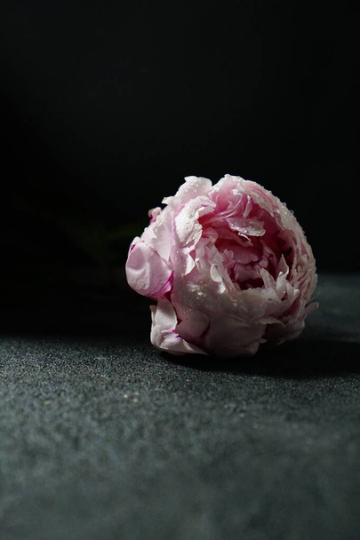 pink blooming peony with drops of water on a black background - Photo, Image