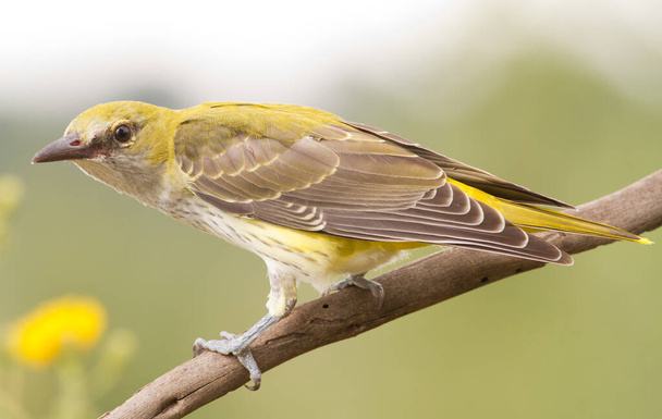 Young Oriole sitting on a branch and posing for a photographer - Photo, image