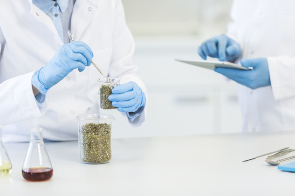 Tutkijat kädet työskentelevät marihuanan siemeniä dekantterilasissa kokeilun aikana laboratoriossa. CBD- ja CBDa-öljyt ja lasiputket ovat pöydällä. Terveydenhuollon apteekki kannabiksesta - Valokuva, kuva