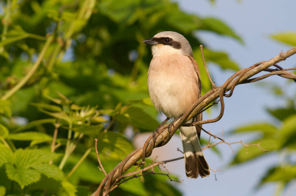 Red-backed shrike. Lanius collurio. Bird sits on a branch. Early morning - Фото, изображение