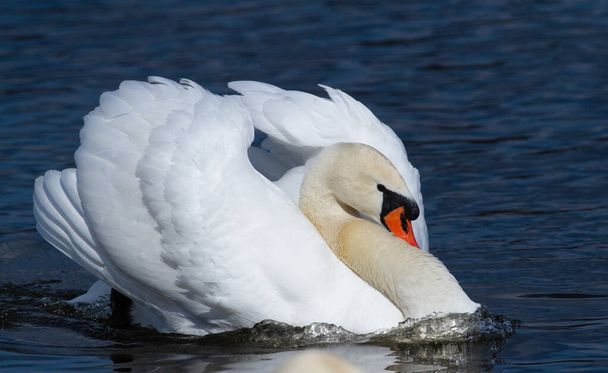 Male mute swan. Beautiful bird. - Foto, Bild